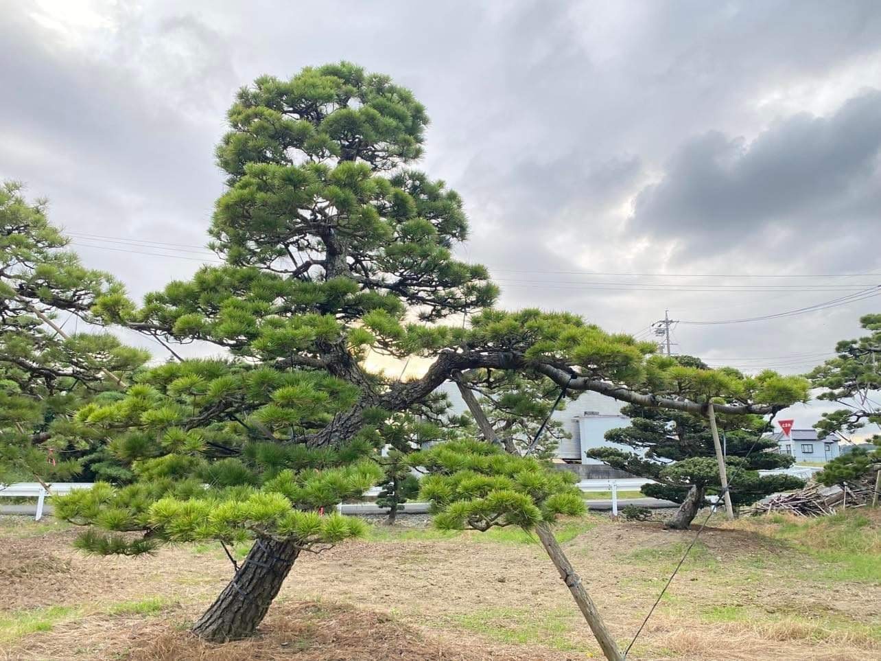 Japanese Black Pine