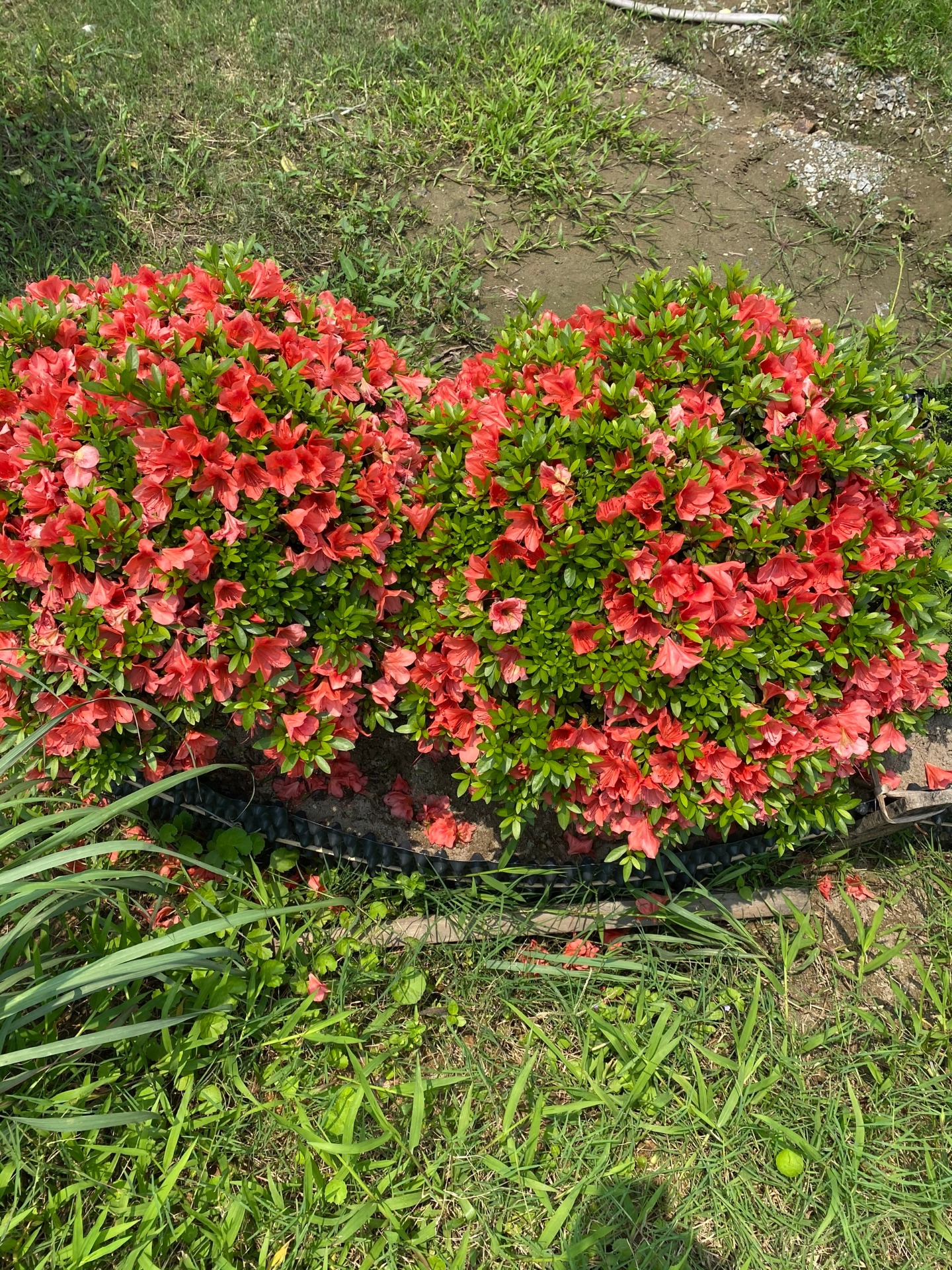 Cây Hoa và Cây Lá Sắc Màu